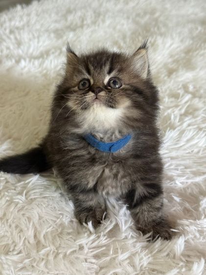 แมว สก็อตติชผสมเปอร์เซีย รูปที่ 5