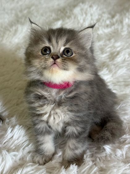 แมว สก็อตติชผสมเปอร์เซีย รูปที่ 2