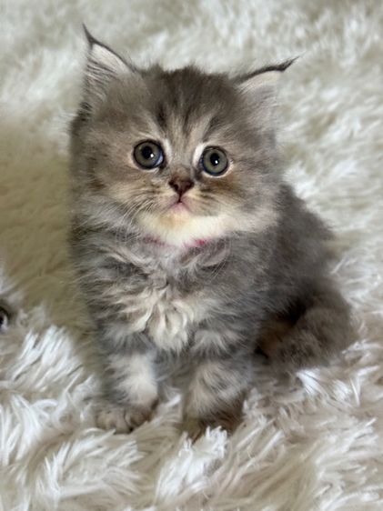 แมว สก็อตติชผสมเปอร์เซีย รูปที่ 4