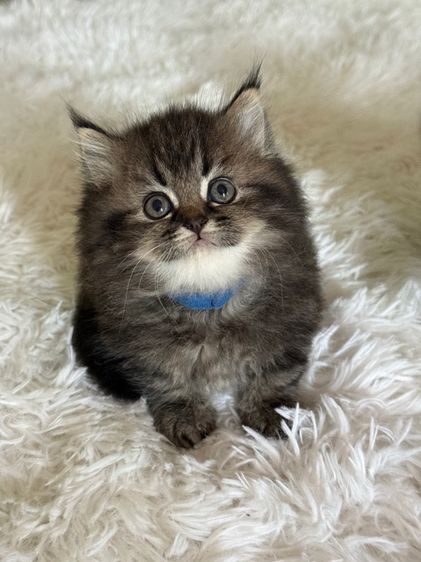 แมว สก็อตติชผสมเปอร์เซีย รูปที่ 6