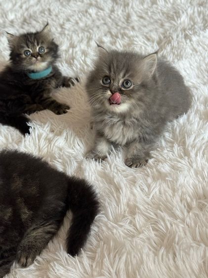 แมว สก็อตติชผสมเปอร์เซีย รูปที่ 10