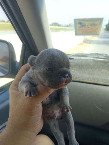 ลูกเฟร้นช์บลูด๊อก รูปที่ 11