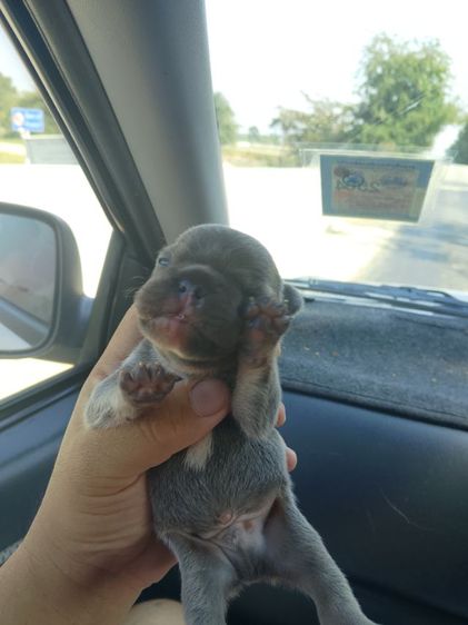 ลูกเฟร้นช์บลูด๊อก รูปที่ 12