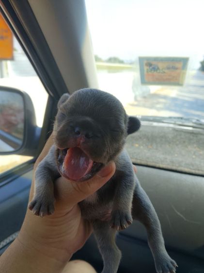 ลูกเฟร้นช์บลูด๊อก รูปที่ 9