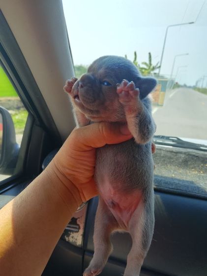 ลูกเฟร้นช์บลูด๊อก รูปที่ 5
