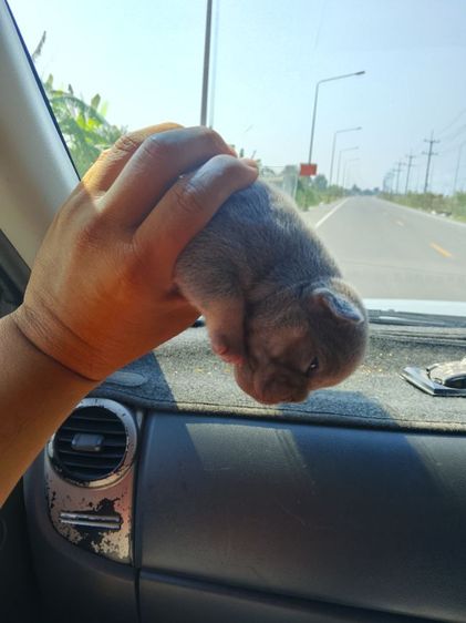 ลูกเฟร้นช์บลูด๊อก รูปที่ 2