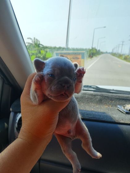 ลูกเฟร้นช์บลูด๊อก รูปที่ 4