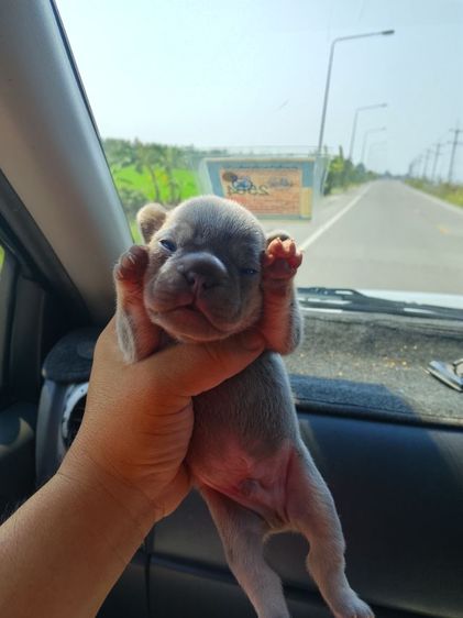 ลูกเฟร้นช์บลูด๊อก รูปที่ 7