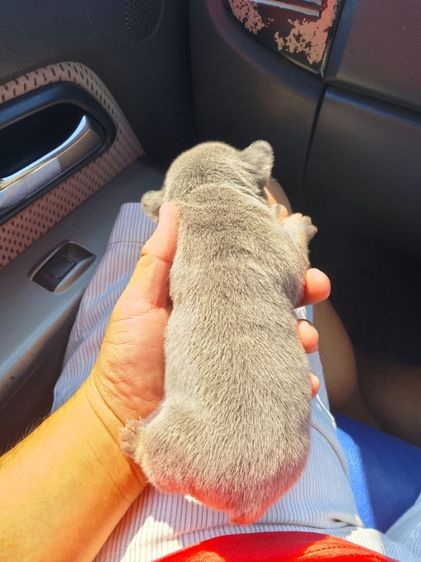 ลูกเฟร้นช์บลูด๊อก รูปที่ 3