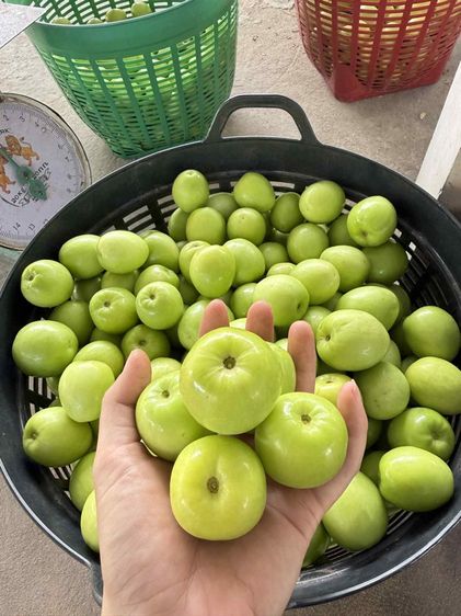 พุทรานมสด พุทรากลางมุ้ง รูปที่ 4