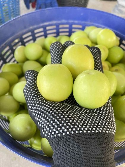 พุทรานมสด พุทรากลางมุ้ง รูปที่ 6