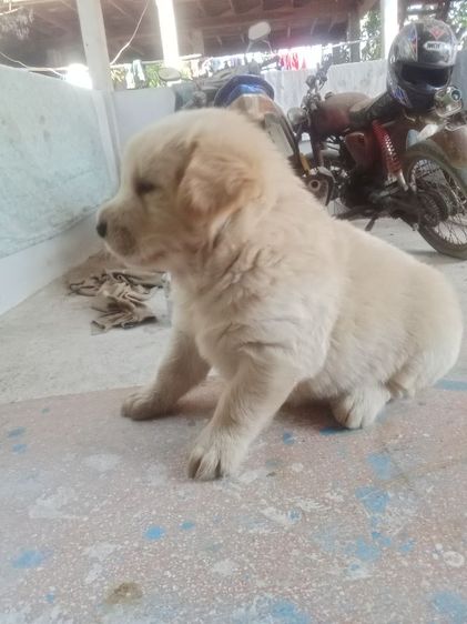 หาบ้านไห้ลูกโกลเด้น รูปที่ 8