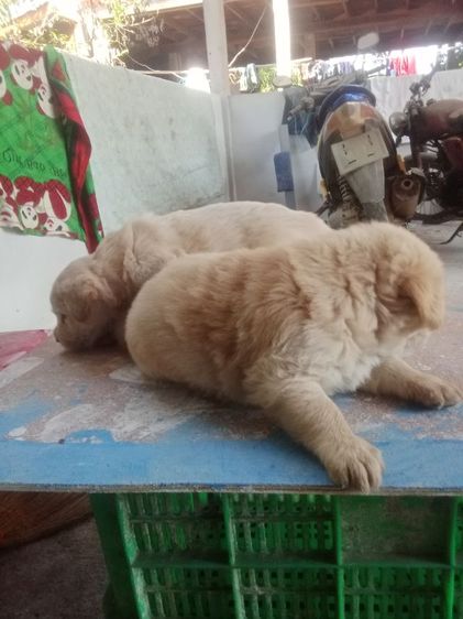 หาบ้านไห้ลูกโกลเด้น รูปที่ 3