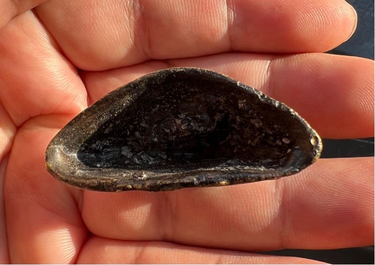 งั่งอยุธยา พิมพ์กลาง  รูปที่ 4