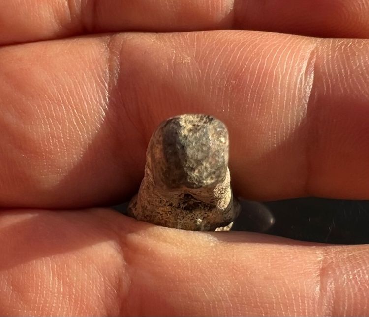 แม่เป๋อมักรีผล ขุดพบใต้ดิน หายาก รูปที่ 4