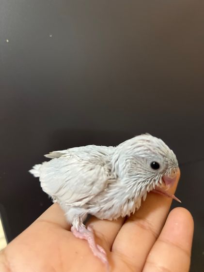 ฟอพัส ไดรูทบลู รูปที่ 3