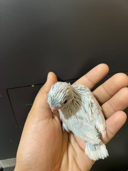 ฟอพัส ไดรูทบลู รูปที่ 4