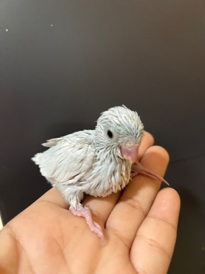 ฟอพัส ไดรูทบลู