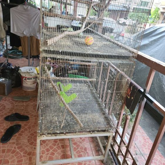 กรงนก รูปที่ 7