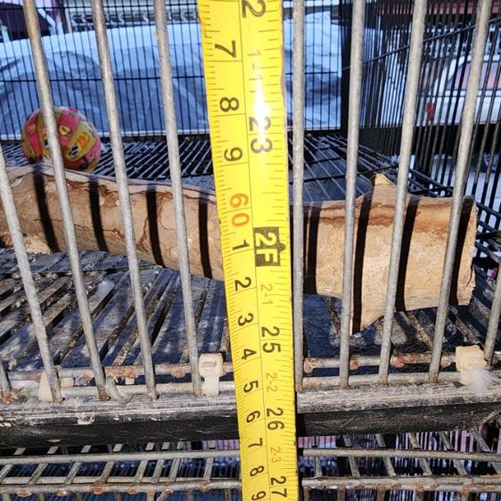 กรงนก รูปที่ 2