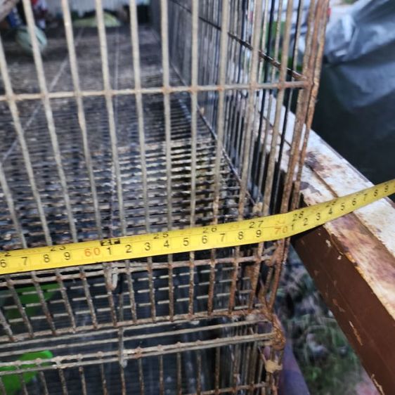 กรงนก รูปที่ 4