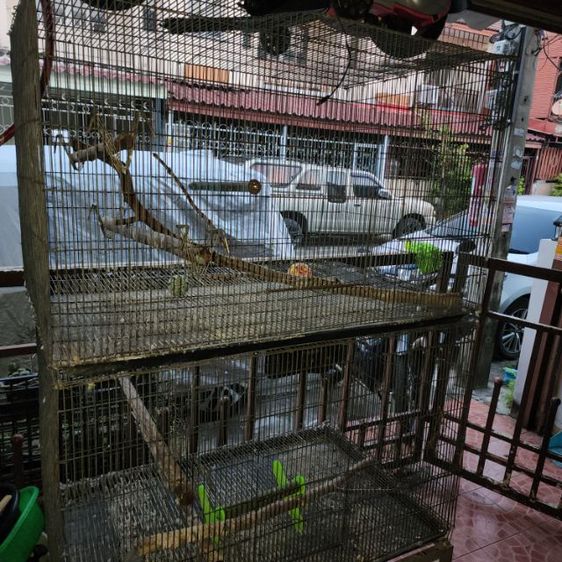 กรงนก รูปที่ 6