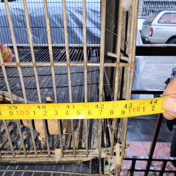 กรงนก รูปที่ 3