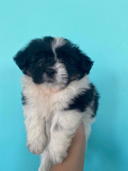 ปอมผสมชิสุ รูปที่ 9