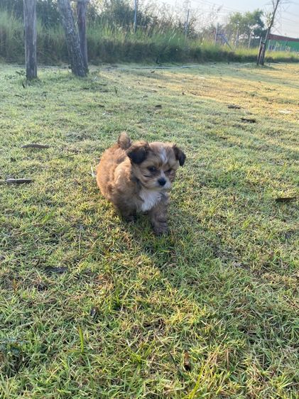 ปอมผสมชิสุ รูปที่ 6