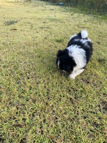 ปอมผสมชิสุ รูปที่ 11