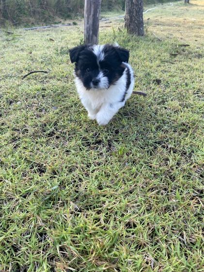 ปอมผสมชิสุ รูปที่ 10