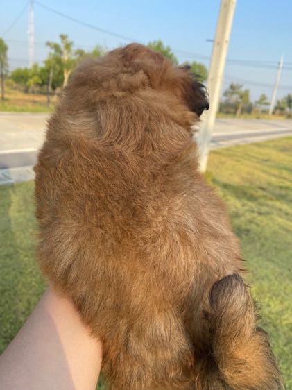 ปอมผสมชิสุ รูปที่ 4