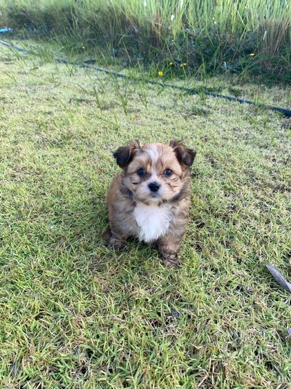 ปอมผสมชิสุ