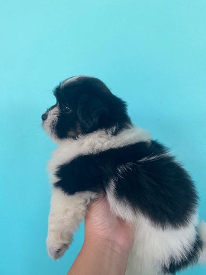 ปอมผสมชิสุ รูปที่ 12