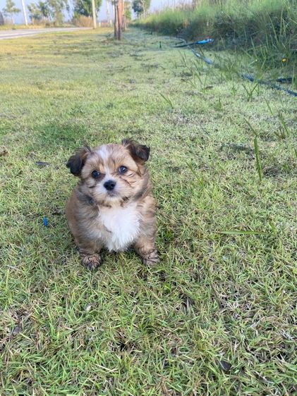 ปอมผสมชิสุ รูปที่ 8