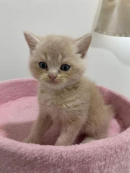 ลูกแมวสก๊อตติช ผสม เปอร์เซีย รูปที่ 2