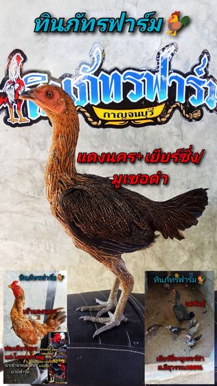 เยียร์สนั่น รูปที่ 2