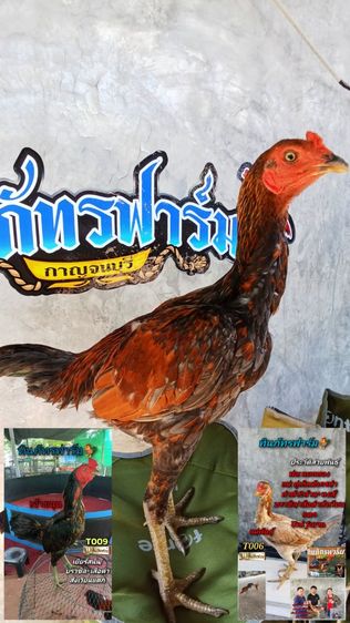 เยียร์สนั่น