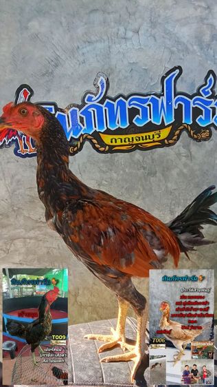 เยียร์สนั่น รูปที่ 4