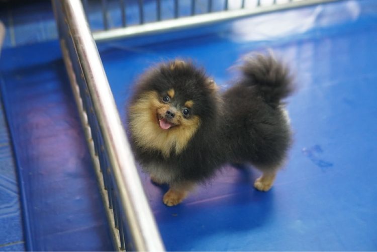 ปอมไซร์ ทีคัพ ผู้