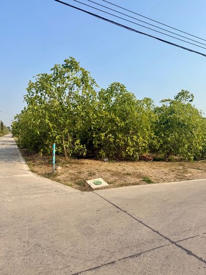ขายที่ดินปทุมธานี 356 ตร.ว. ติดถนน โฉนดพร้อมโอน
