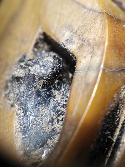 สวยเข้มขลังน่าห้อยครับ รูปที่ 14