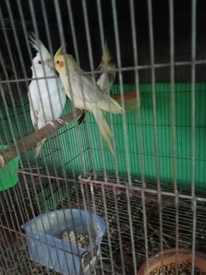 เหมาคัพ รูปที่ 2