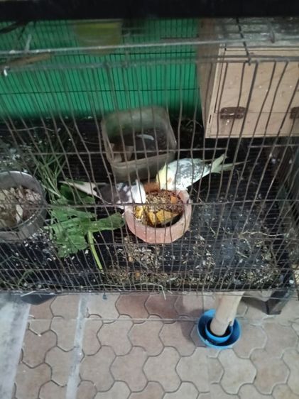 เหมาคัพ