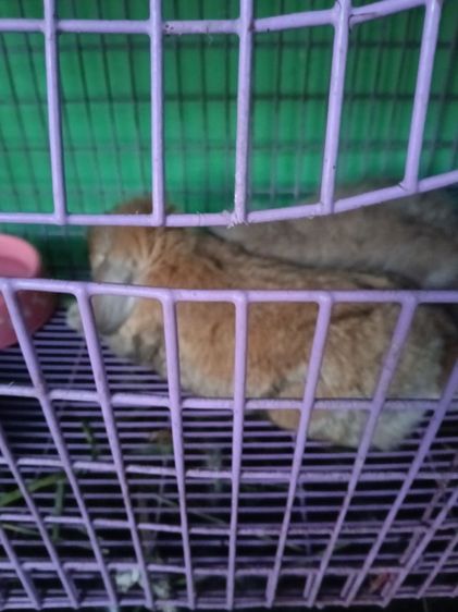 เหมาคัพ รูปที่ 8