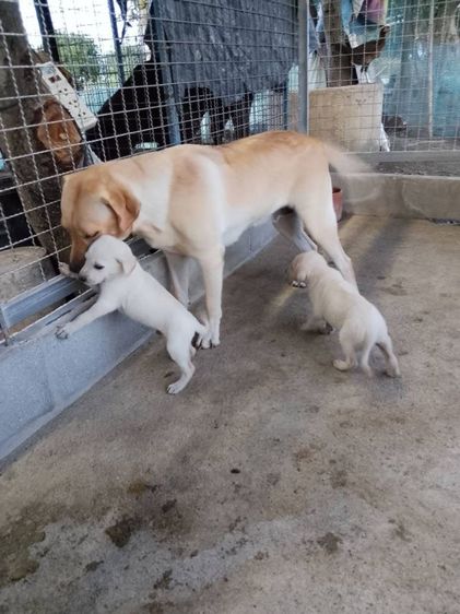 4เดือนเพศเมียคัพ รูปที่ 2