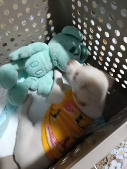 4เดือนเพศเมียคัพ รูปที่ 3