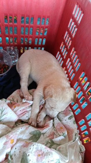 4เดือนเพศเมียคัพ