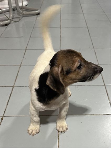 แจกหมาแจ็ค เพศผู้ 1 ปี  รูปที่ 2