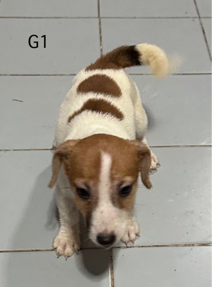 แจกน้องแจ็คเพศเมียอายุ 1 ปี